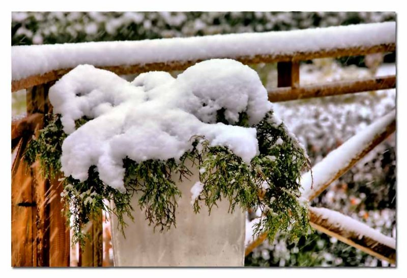 heavy snow on the tree in a planter...