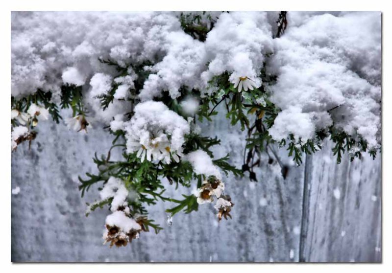 snow dressed daisies in a zinc planter...