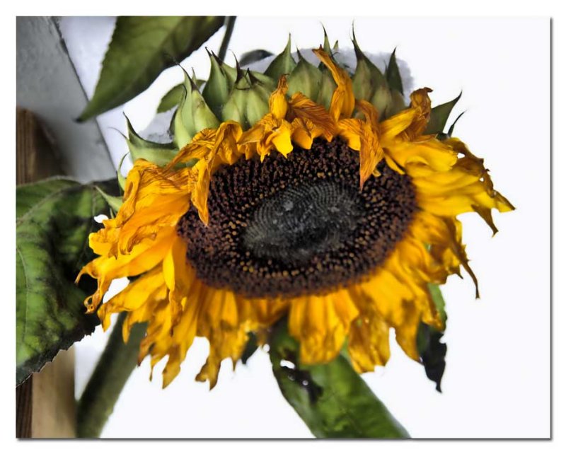 this sunflower found shelter under the porch...