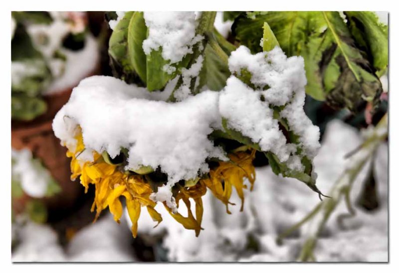 sunflower wearing a snow coat...