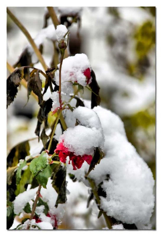 even the roses didnt esape the snow...