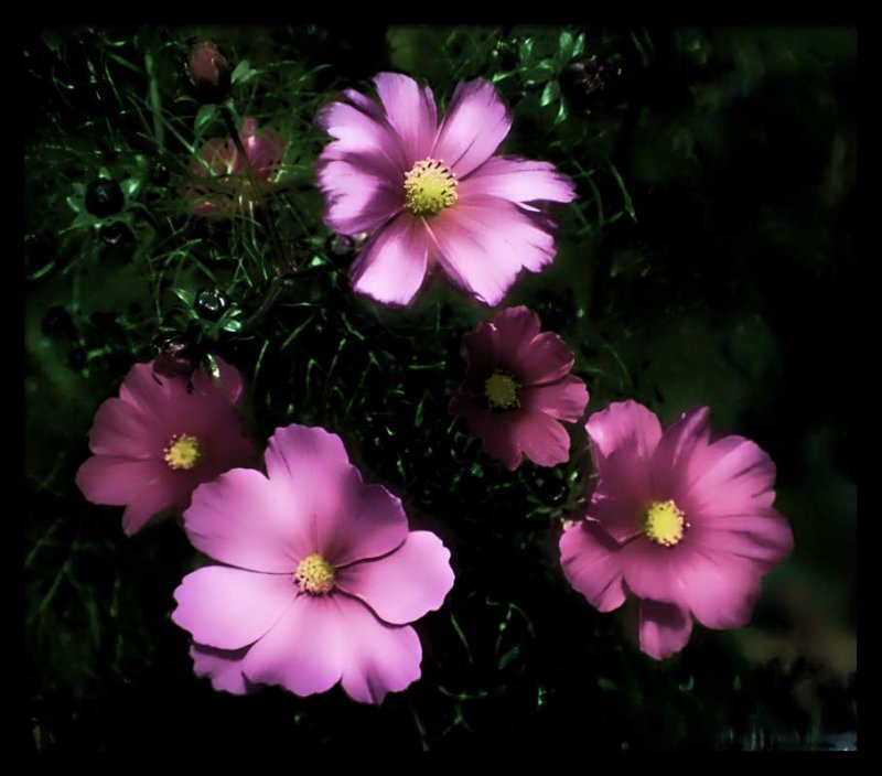 cosmos with topaz filters....