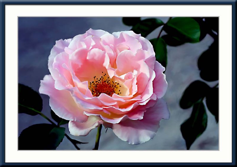 pale pink smudged rose...