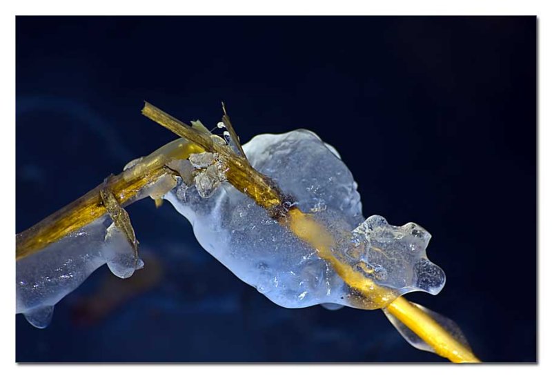 ice on a reed stem...