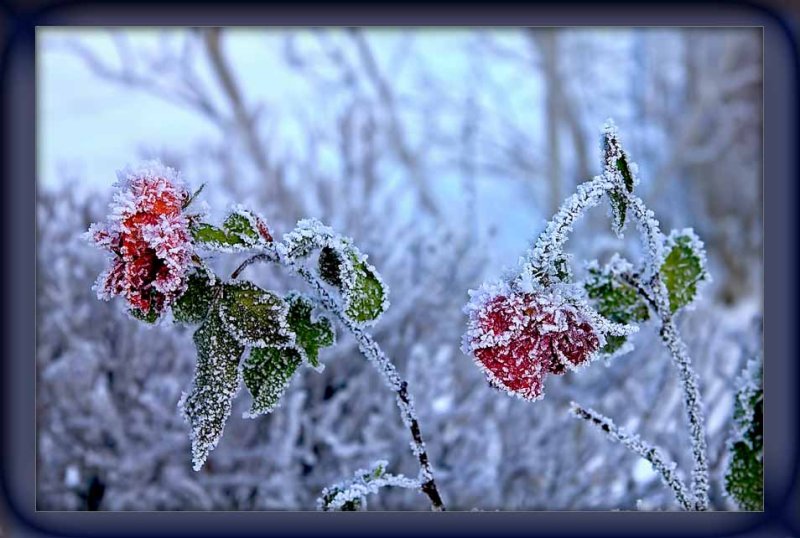 frosty roses....