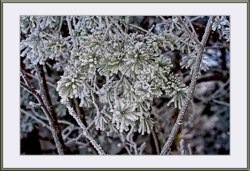 hoar frost...