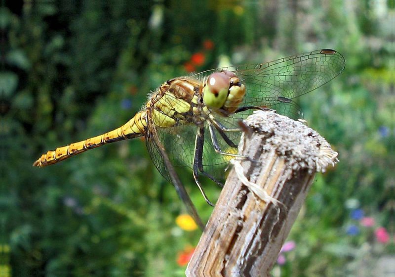 smiling-dragon-fly