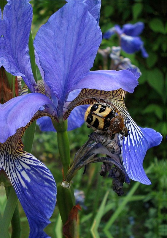 Iris-with-beetle