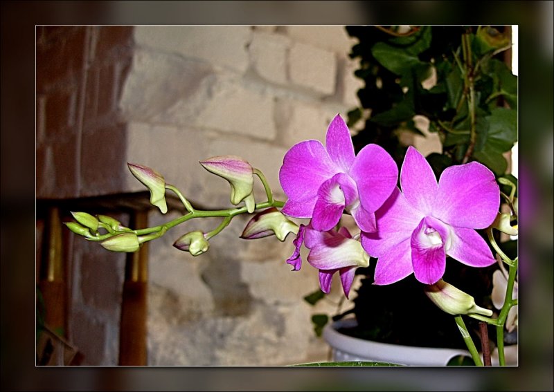 32-more-orchids.jpg