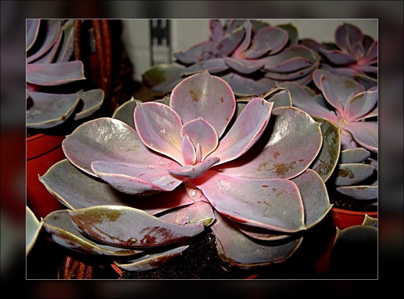 33-succulent.jpg