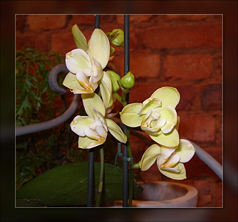 44-orchids-lemon.jpg