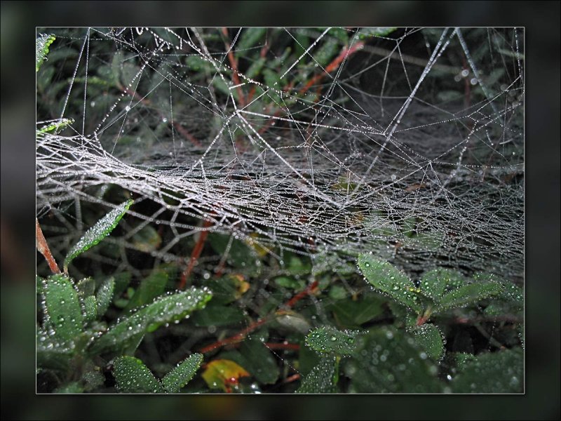 web in garden.