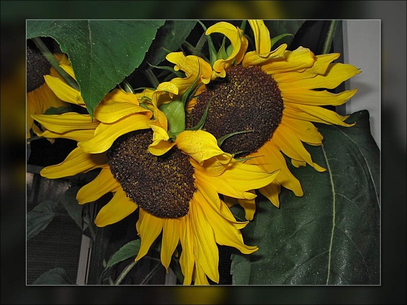 last sunflowers.