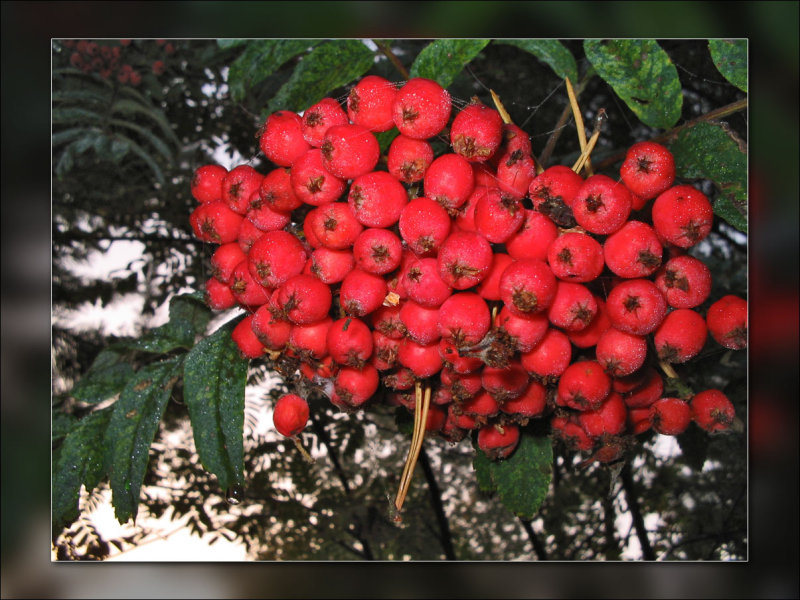 rowan berries.