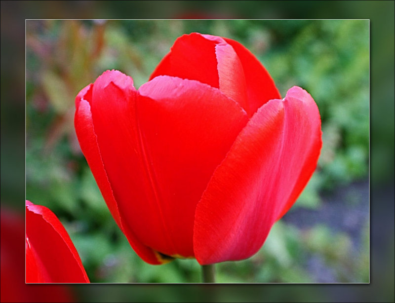 tulip vivid red
