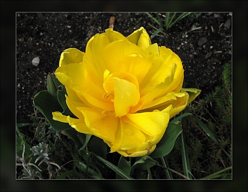 tulip double yellow