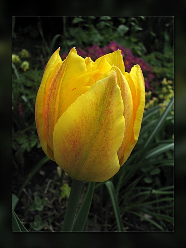 tulips yellow