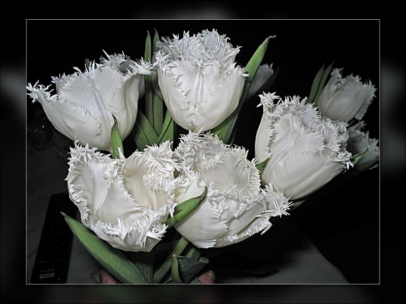 tulips frilly white