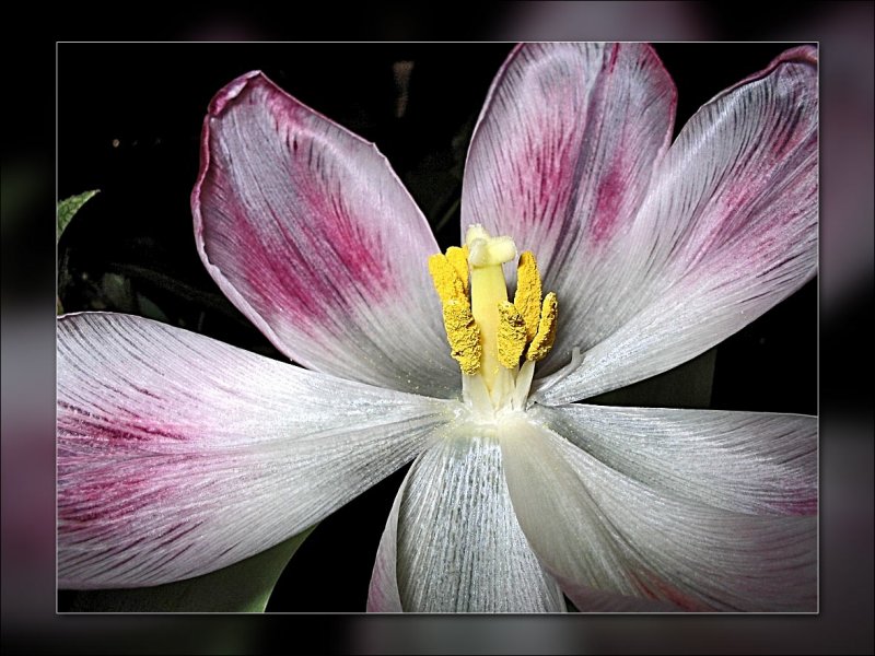 tulip fully open