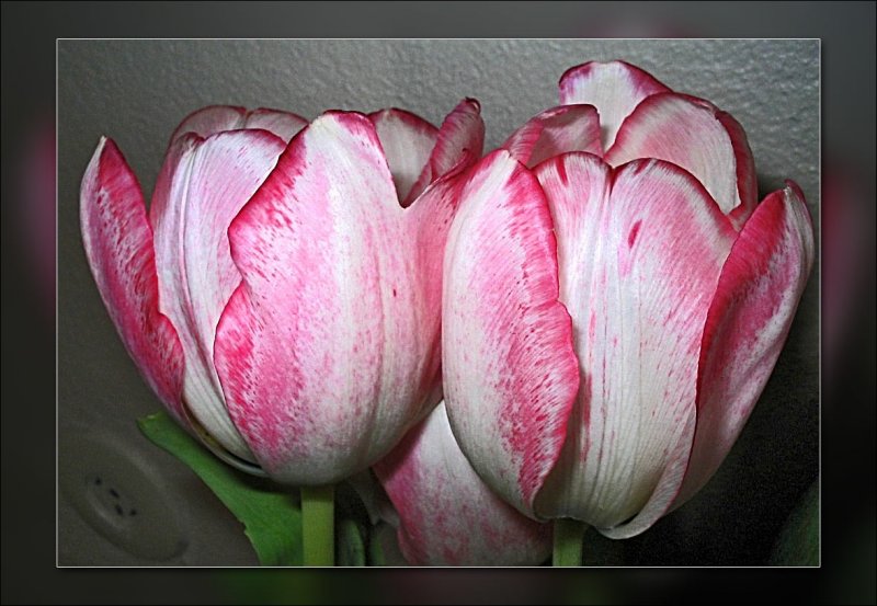 tulip pink n white