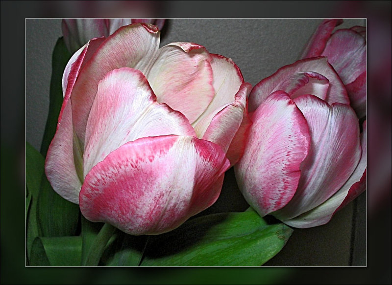 tulip pink n white