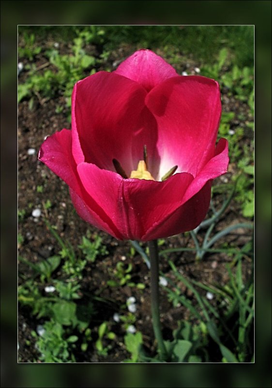 tulip deep pink