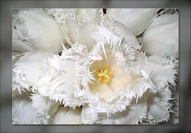 tulip upclose frillies