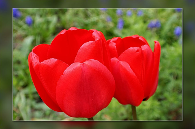 tulip bright red