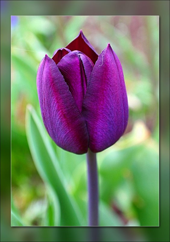 tulip purple