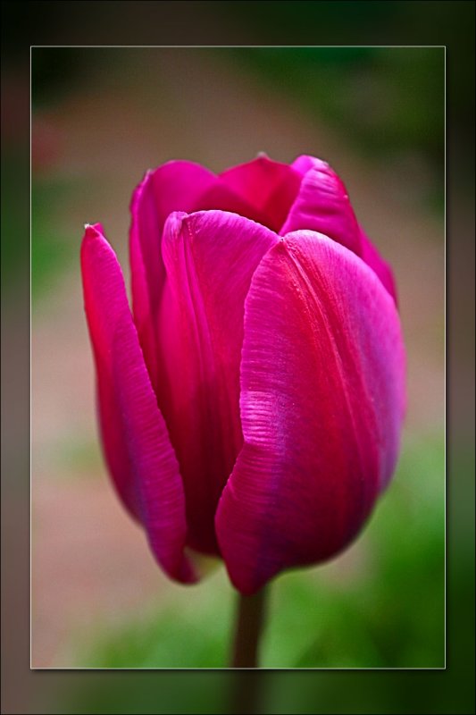 tulip pretty pink