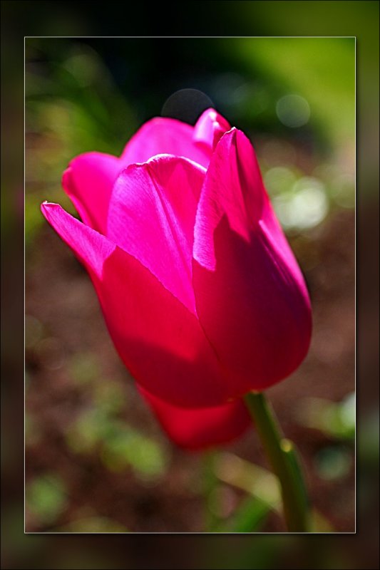 tulip sunlit