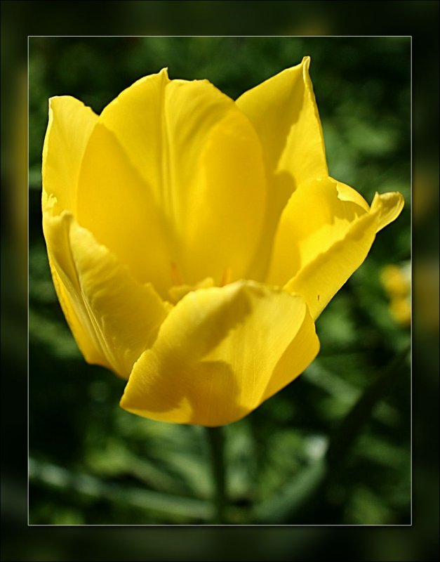 tulip yellow