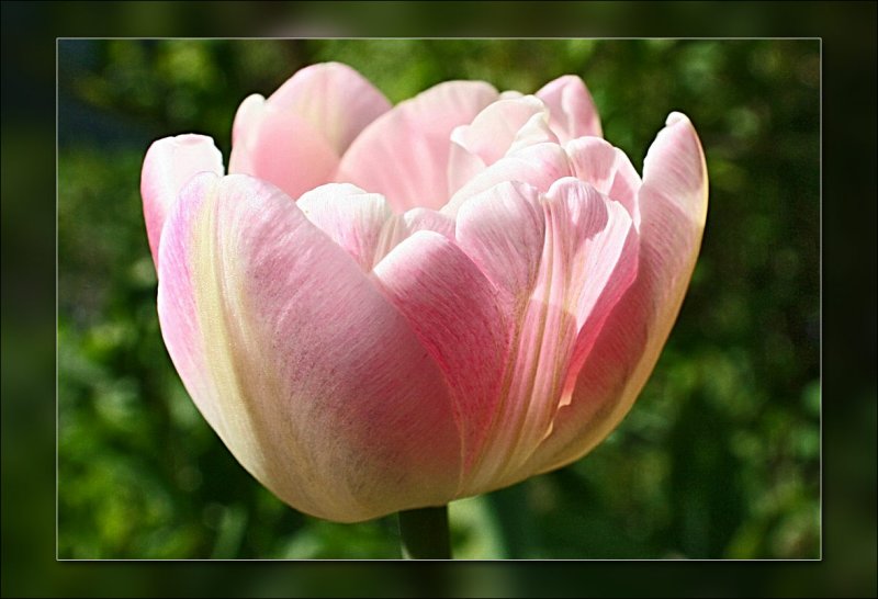 tulip double pink