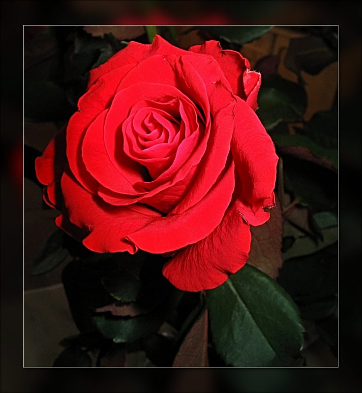 bright red rose
