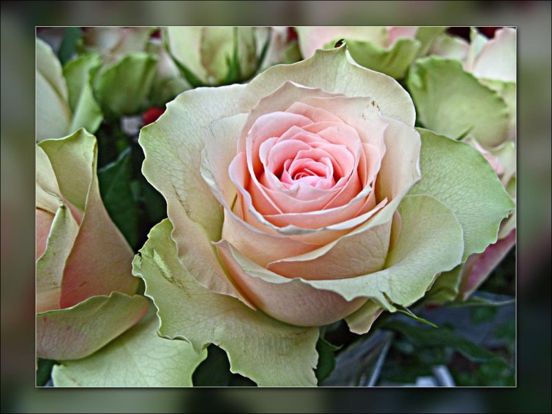 continental rose