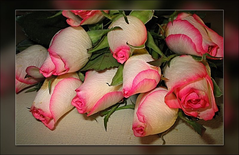 pink n white rose