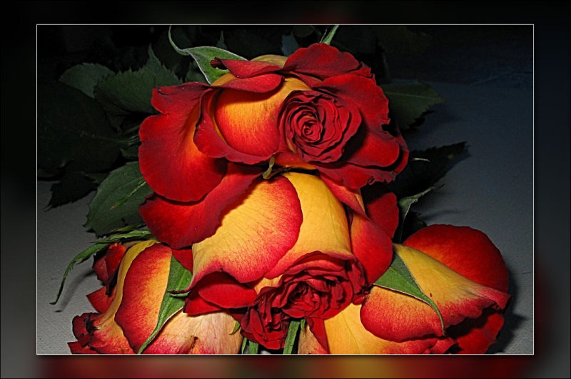 red n yellow roses