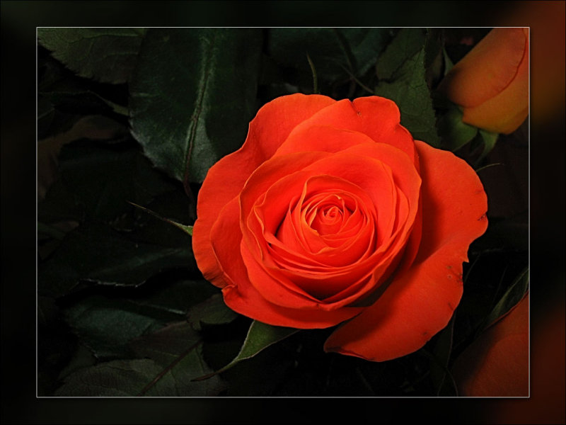 vibrant red rose