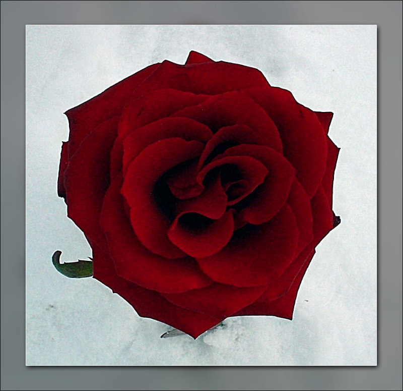 rose in the snow.