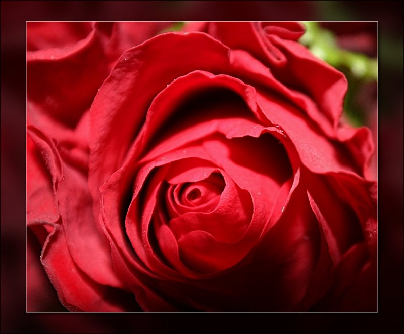 upclose red rose