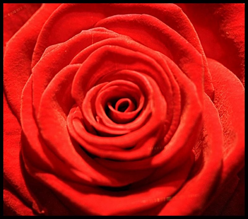 light red rose