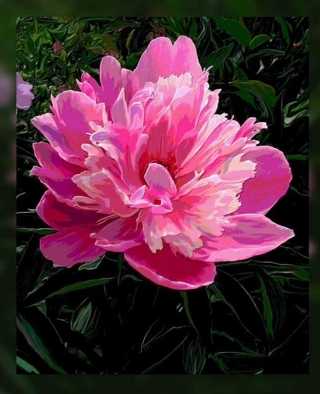 peony in pink