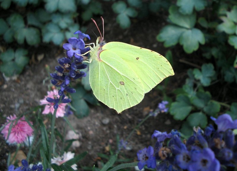 Brimstone butterfy