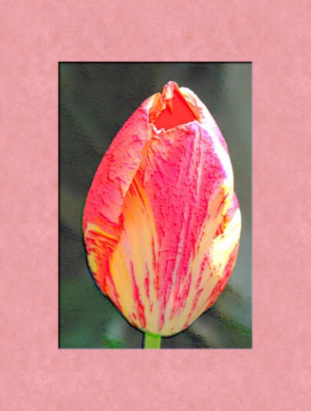 tulip