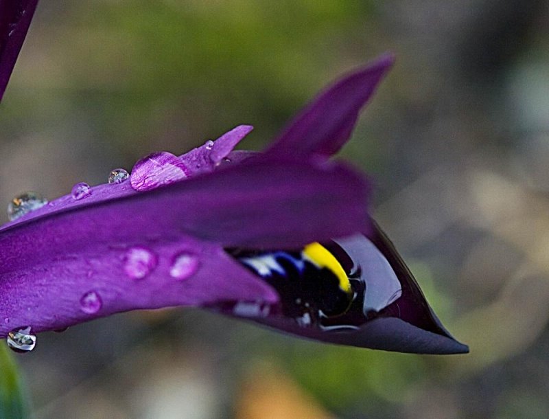 close up mini Iris