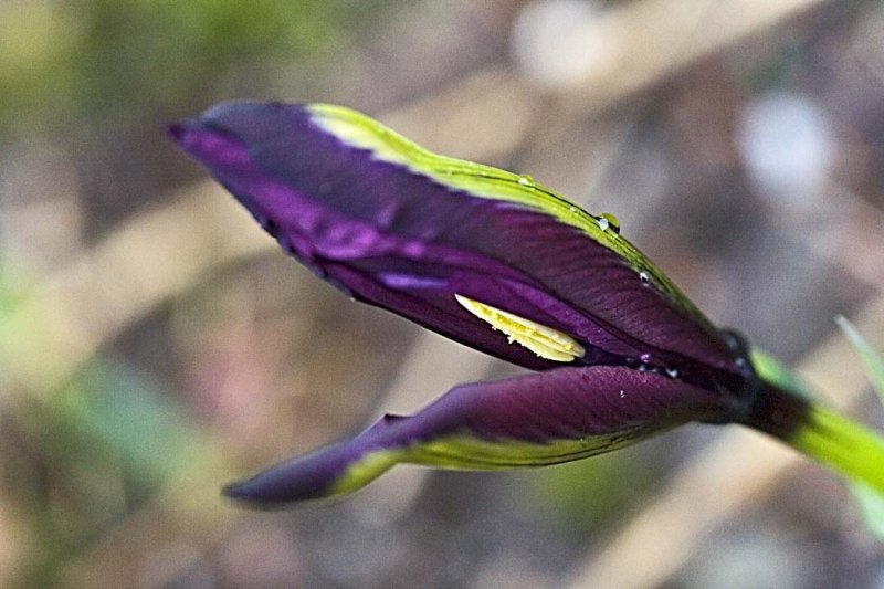 mini Iris bud
