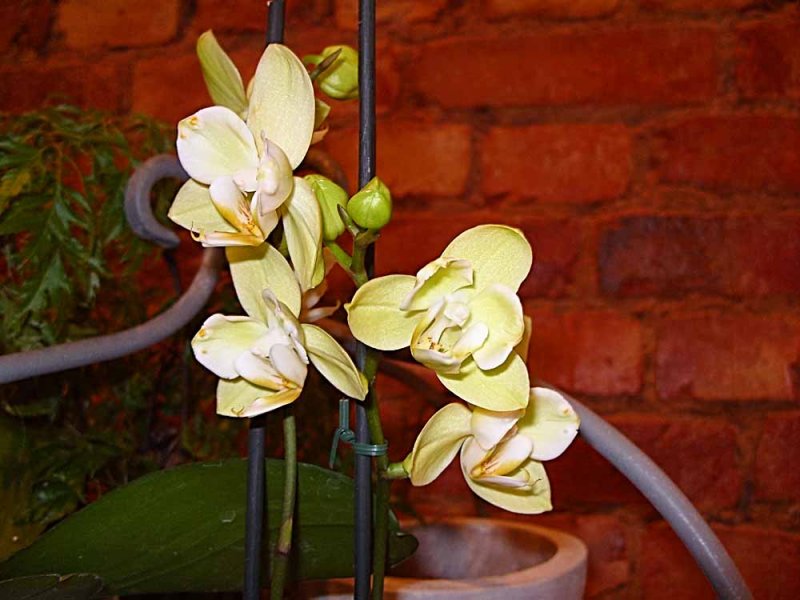 85 cream orchid.jpg