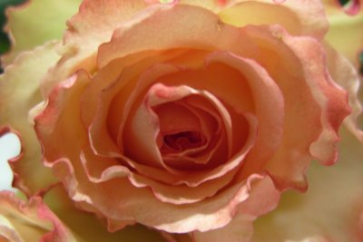 frilly rose