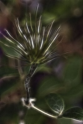 clematis seedhead