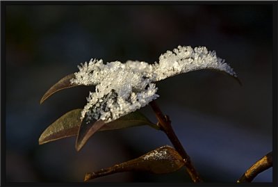 LEAVES